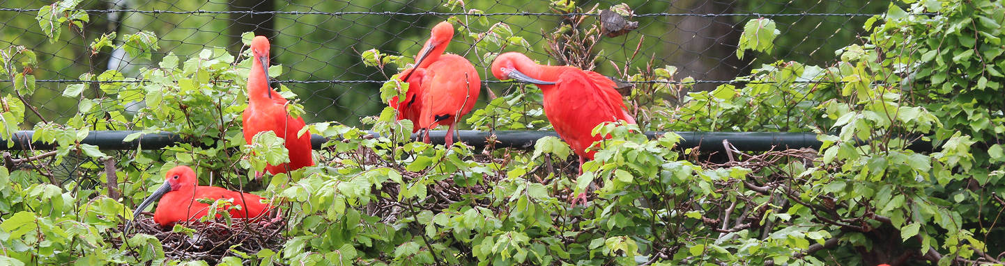 flamingo 2