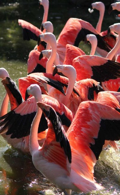 flamingos wisbroek r311n27kr97r345oa0ig7fkxzrjw9if7vau2bzp6qs