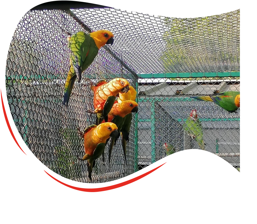 aratinga 1